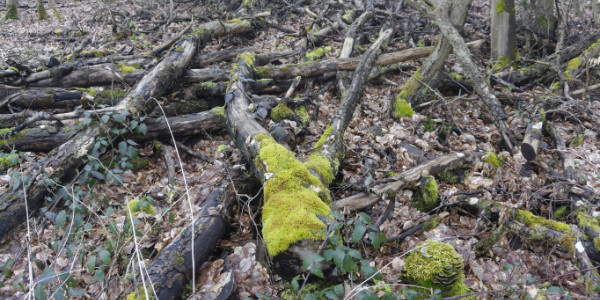 Tothoz im Wald abgebrochene Äste mit Moos
