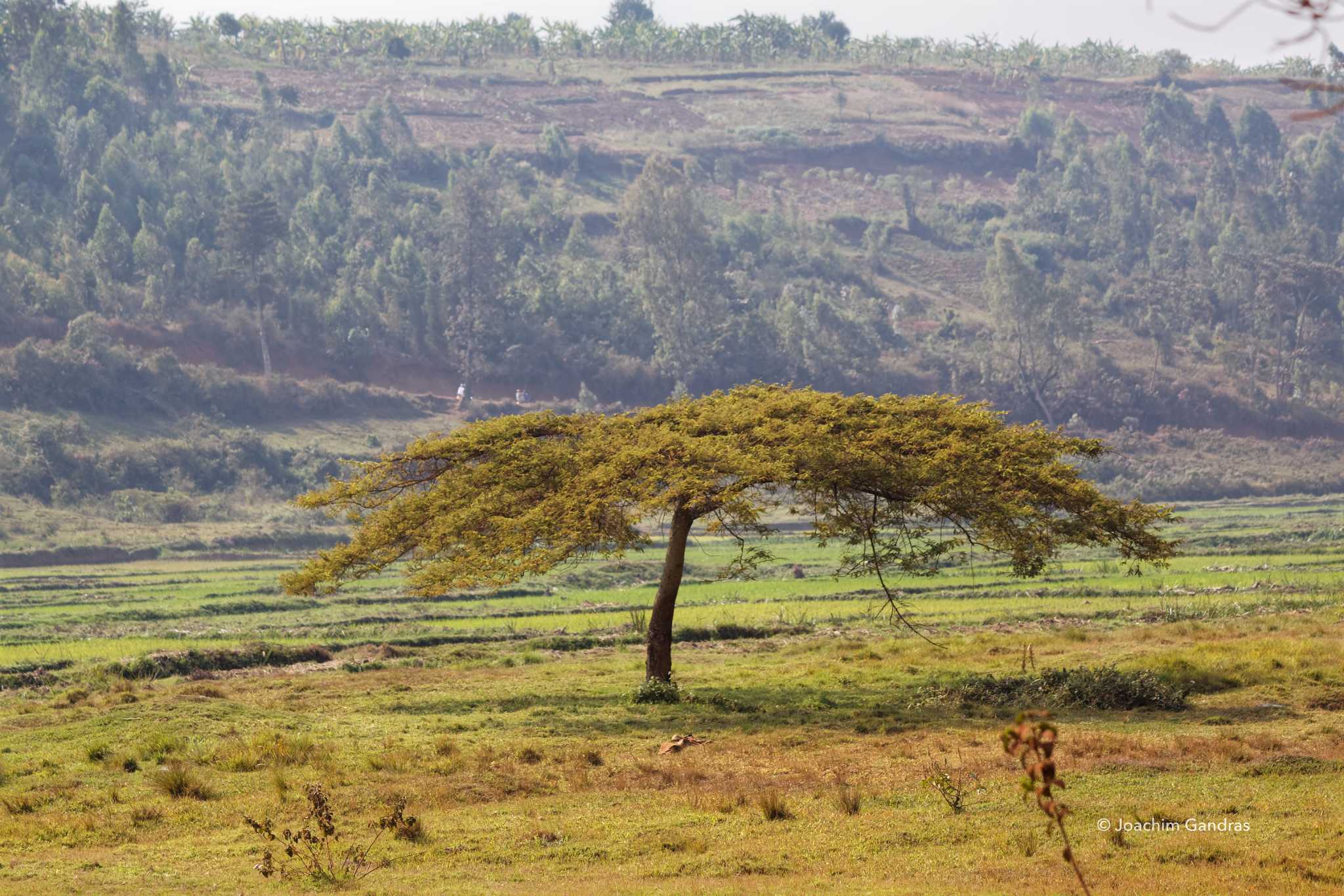 Ruandische Landschaft mit Baum